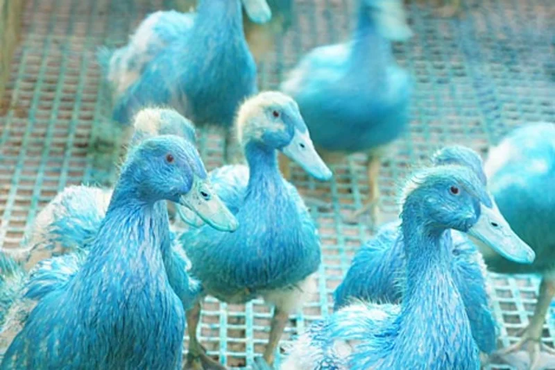 Von Kopf bis Bürzeldrüse blau gefärbte Enten Von Kopf bis Bürzeldrüse blau gefärbte Enten
